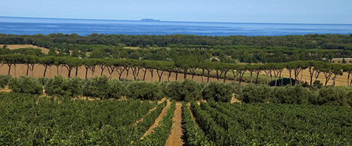 Tour dei vini di Bolgheri | Degustazione di vini in Toscana