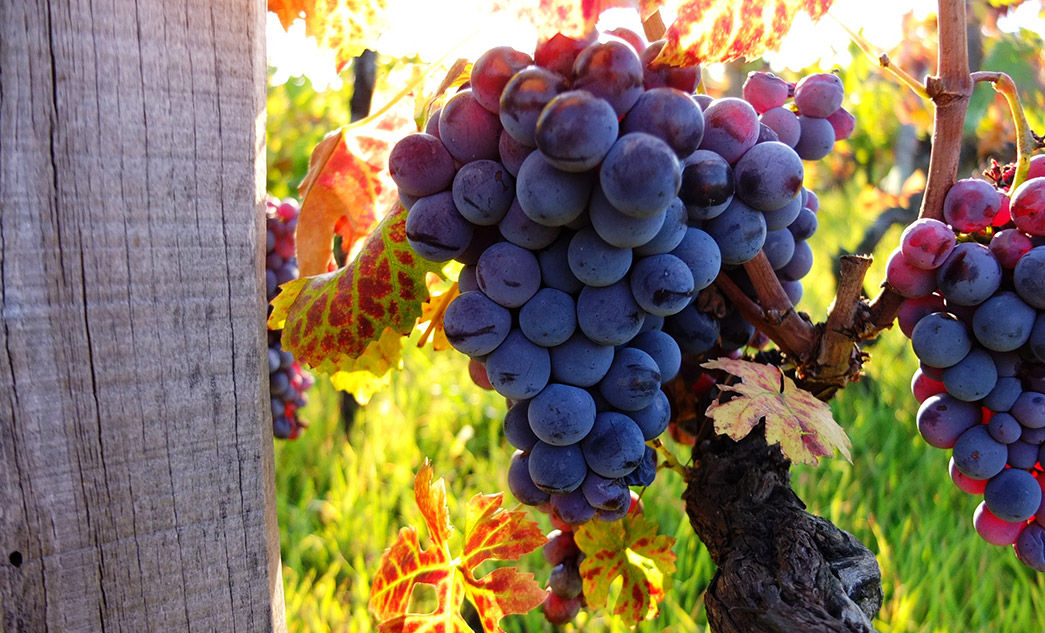 Tour dei vini di Bolgheri | Degustazione di vini in Toscana