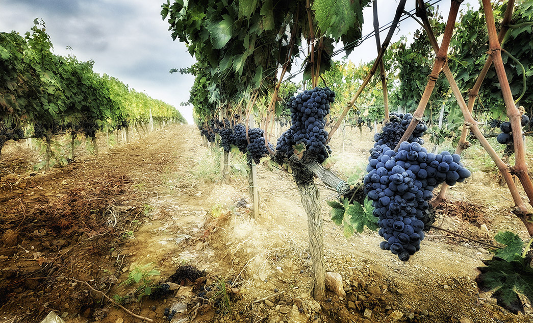 Tour del Brunello di Montalcino | Degustazione di vini in Toscana