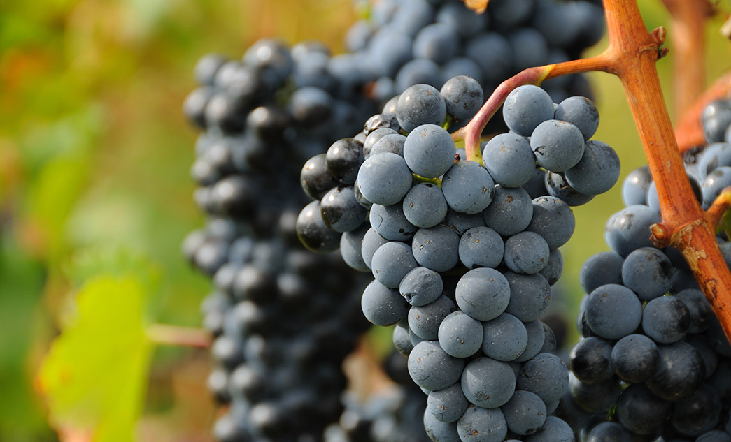 Tour del Chianti Classico | Degustazione di vini in Toscana