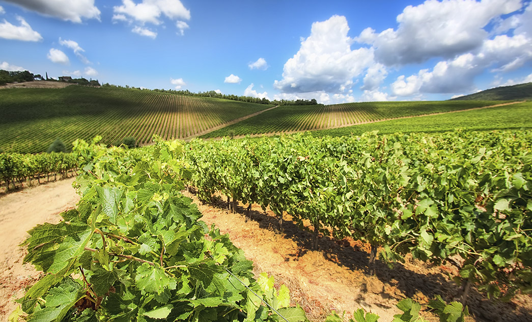 Tour del Chianti Classico | Degustazione di vini in Toscana