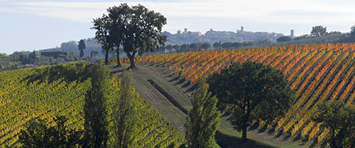 Tour del Sagrantino di Montefalco | Degustazione di vini in Umbria