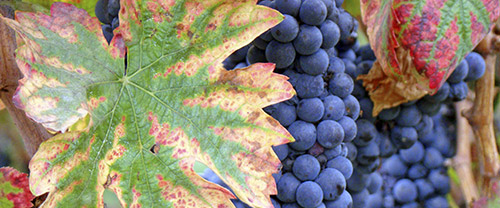 Tour del Sagrantino di Montefalco | Degustazione di vini in Umbria