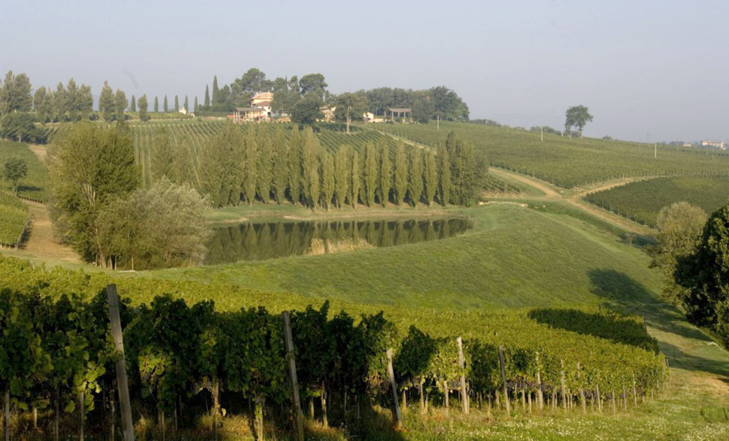 Sagrantino di Montefalco wine tour | Wine tasting in Umbria