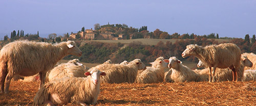 Pecorino sheep cheese Tour in Pienza | Pecorino cheese tasting in Tuscany