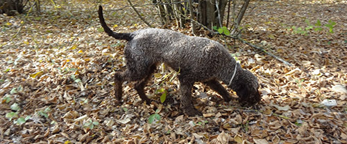 Tour del tartufo | Degustazione di tartufo in Umbria e Toscana