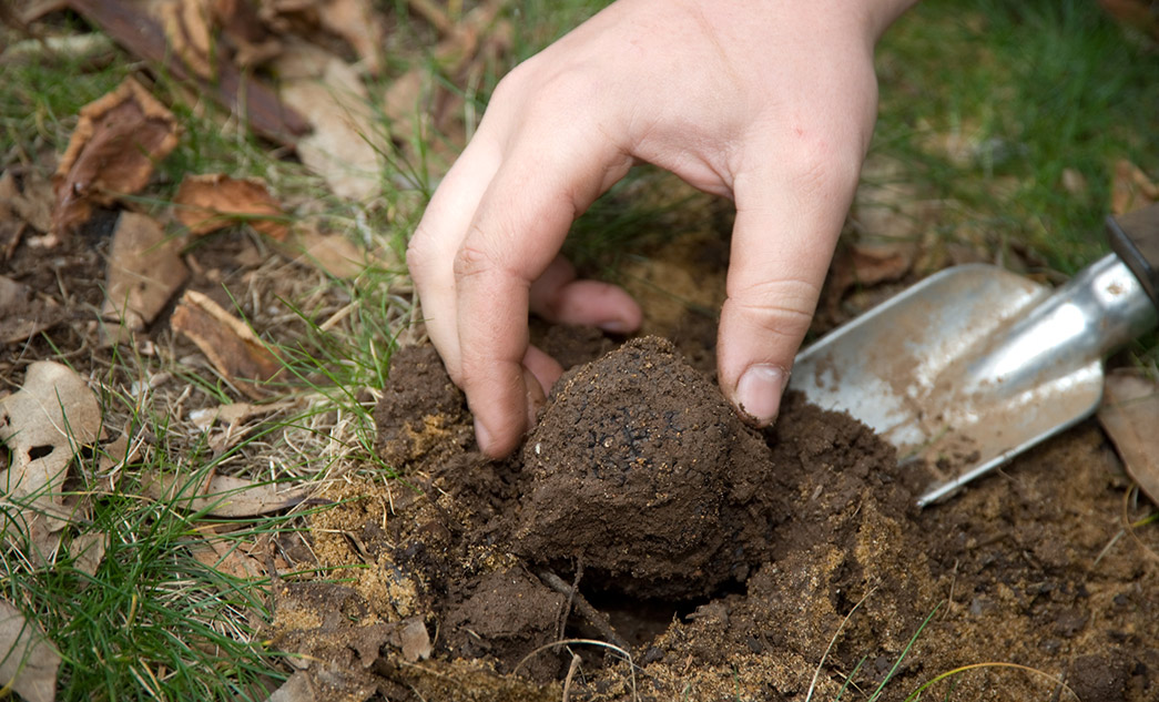 Truffle tour in Tuscany and Umbria | Truffle tasting and hunting