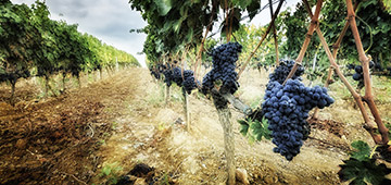 Brunello di Montalcino Wine Tour