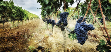 Tour del Brunello di Montalcino