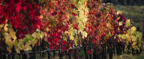 Tour dell’Eccellenza dei vini toscani | Degustazione di vini in Toscana